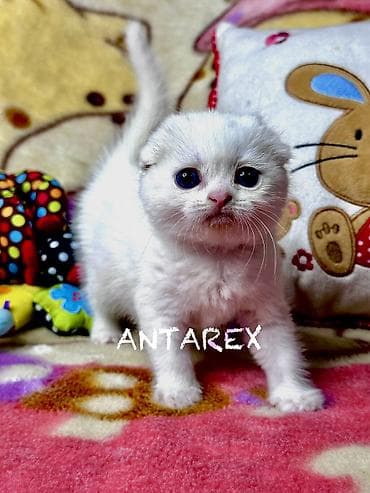 scottish fold: Чистопородные шотландские котята от красивой привозной пары (Россия) — 2