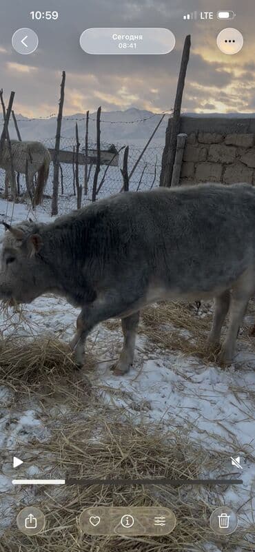 аксессуары для животных: Продаю | Бык (самец) | Полукровка, Абердин-ангус | На откорм, Для разведения | Племенные — 6