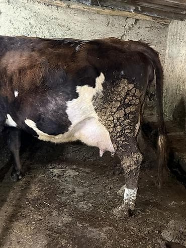 Продаю | Корова (самка) | Для молока | Привязанные at lalafo.kg Продаю | Корова (самка) | Для молока | Привязанные