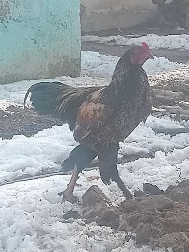 ящик для белья: Продаю | Куры | Домашняя | Несушки — 3