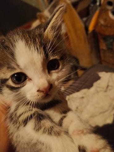 рэгдолл цена бишкек: Котята породы сиамская — 1