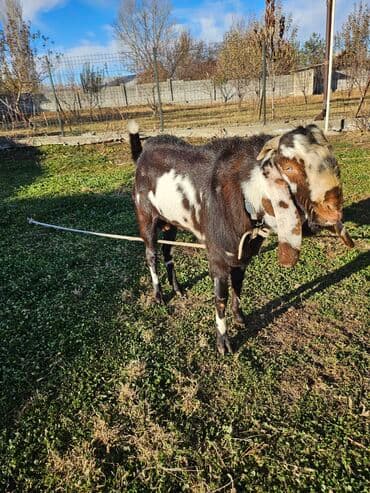 Собаки: Продаю | Козёл (самец) | Нубийская | Для разведения | Племенные — 1