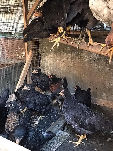 куплю собаку бишкек: Продаю | Цыплята | Для разведения — 1