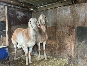 Продаю | Овца (самка), Ягненок, Баран (самец)