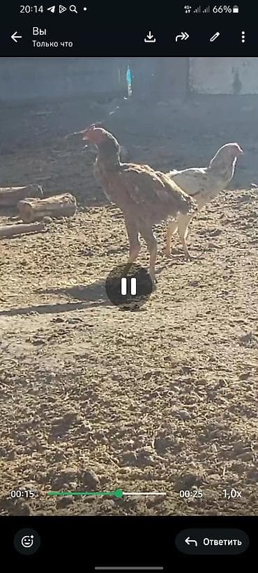 продаю хомяка: Птицы — 1