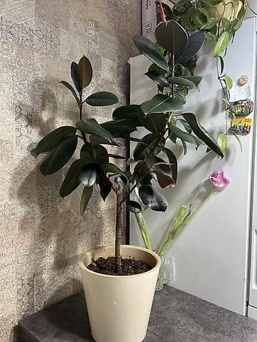 Промышленная химия: Комнатные растения в декоративных горшках - Диффенбахия крупнолистная — 10