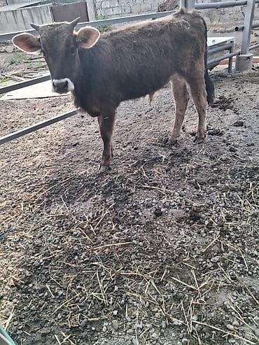 тай полукровка: Продаю | Бык (самец) | Полукровка | На откорм | Привязанные — 3