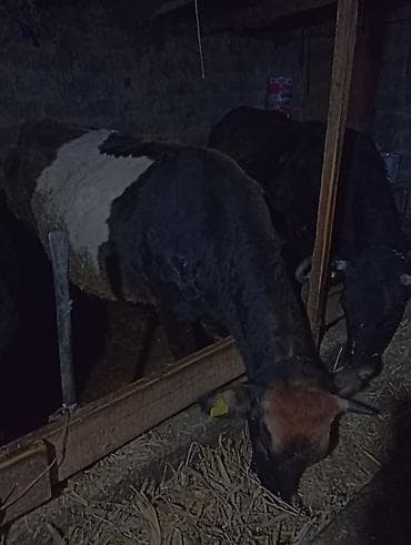 Ветеринар кызматы: Сатам | Уй (ургаачы) | Сүт алуу үчүн | Байланган — 6