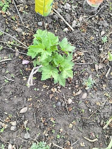 солнце: Красная смородина саженцы 2-х летка . Цена окончательная . Нижняя — 5