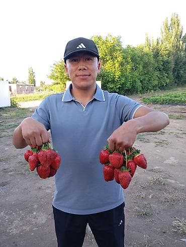 скупка клубника: Клубника В розницу — 3