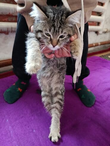 купить кошку бенгальскую: Котёнок, полосатый табби - Пушистый домашний котёнок с густой мягкой — 1