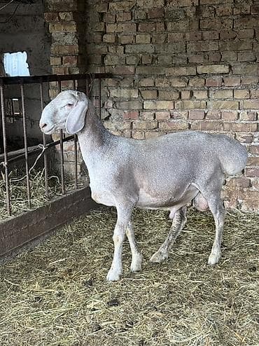 На продажу кочкарик 8 месяцев