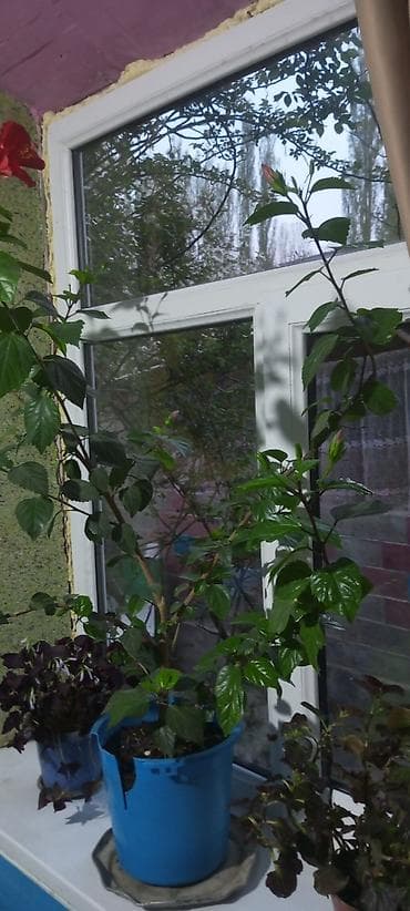 купить корзину для фруктов: Гибискус (китайская роза) в горшке - Комнатное декоративное растение — 3