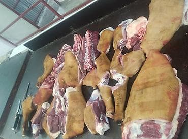куплю сахар каинда: КОЙ УЙ ЖЫЛКЫ СОЙОБУЗ — 2