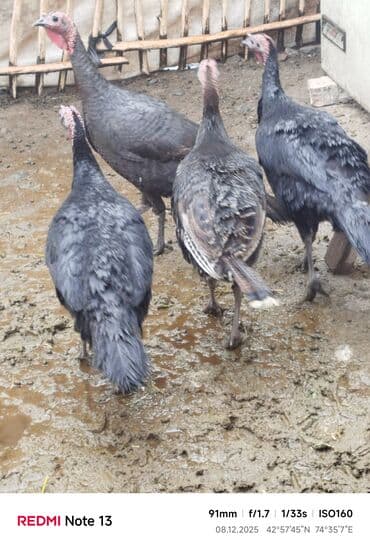 сколько стоит бенгальская кошка: Продаю | Индюк (самец) | Черный принц | Для разведения — 7