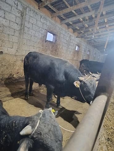 малинуа купить щенка: Продаю | Бык (самец) | На откорм | Привязанные — 5