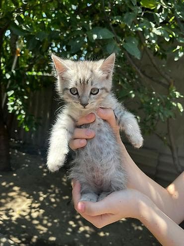 кошка котёнок: Котёнок, полосато-белый окрас (серебристый табби с белыми лапками и — 4