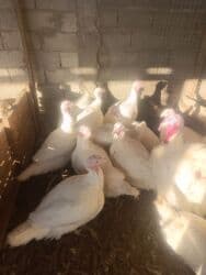 буудай баасы бишкек 2023: Продаю индюки без ГМО жывым и тушами 600 сом килограм! — 2