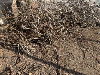 где купить семена павловнии: Рассада деревьев: Ореховые деревья, Самовывоз — 2