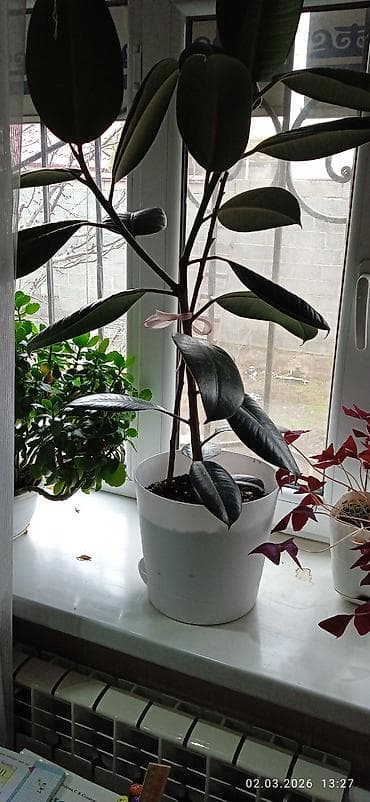 фикус эластика купить: Фикус эластика (каучуконосный) в горшке. - Крупнолистное комнатное — 1