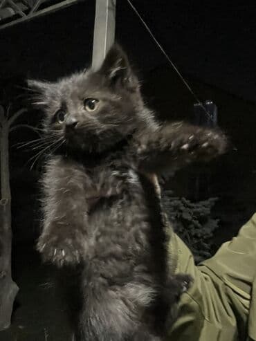 корм для кошек и котят: Котята, 2мес. Здоровые, активные, обработаны от паразитов, в лоток — 6