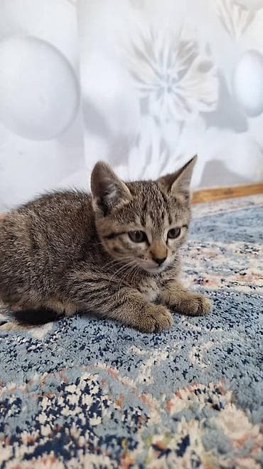 сколько стоит мальтипу мини: Продаётся котёнок, 2 месяца есть очень хорошо (супы каши ), ходит — 5
