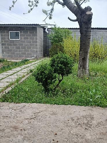 самшиты круглые: Цена от 2000 до 10000 сомов. г. Бишкек, жилой массив Кок-Жар. Торг — 6