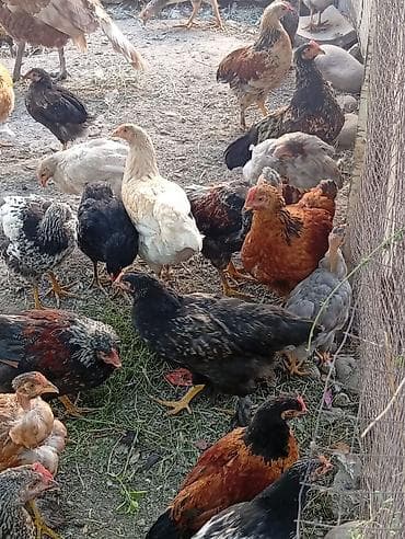 яица индюка: Продаю | Куры | Для разведения — 6