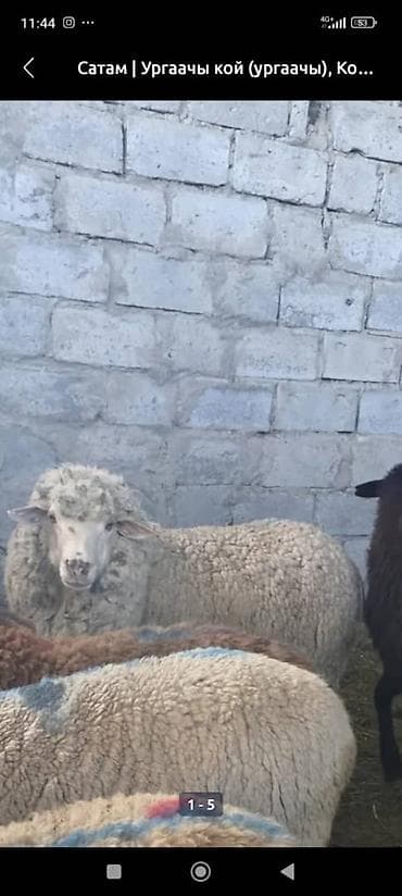 Животные: Продаю | Овца (самка) | Полукровка | Для разведения | Матка — 5