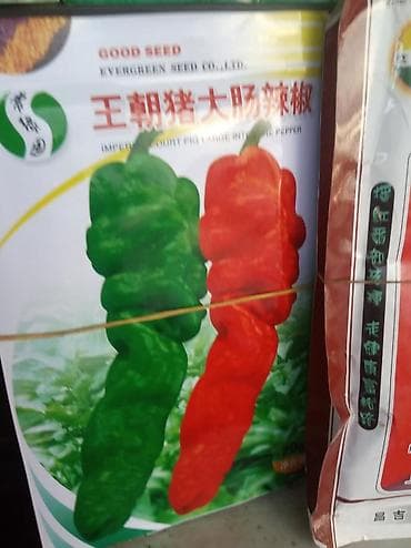 Продается семена Китай новичок помидор — 4