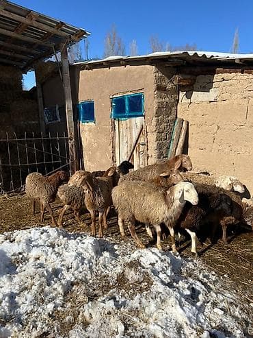 Үй жаныбарлары үчүн товарлар: Сатам | Кочкор (эркек) — 1