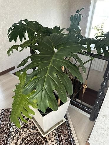Филодендрон селло (Philodendron bipinnatifidum) в декоративном горшке