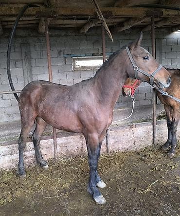 пчело матка: Продаю | Кобыла (самка) | Рабочий — 6