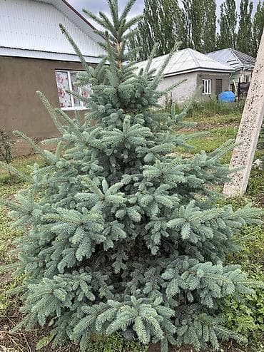 сеянцы голубой ели: Ель колючая (голубая ель, Picea pungens) — декоративные саженцы с — 2