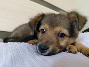 собаки самки: 🐶 Ищет любящий дом очаровательная девочка! ❤️ Возраст — 2 месяца — 1