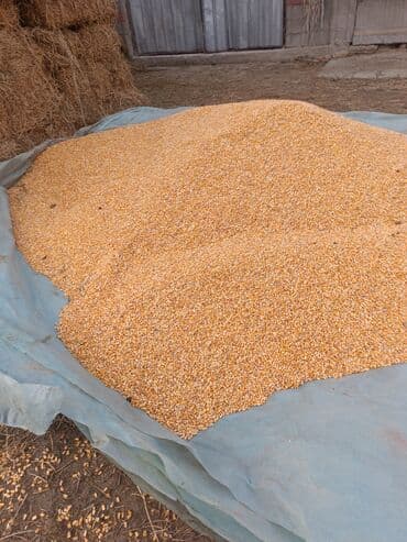 ветеринарные препараты для сельскохозяйственных животных: Кукурузу — 1