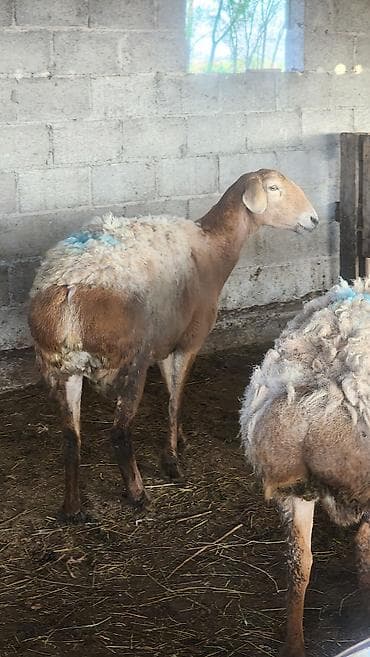 chi su: Продаю | Овца (самка) | Для разведения | Матка — 6