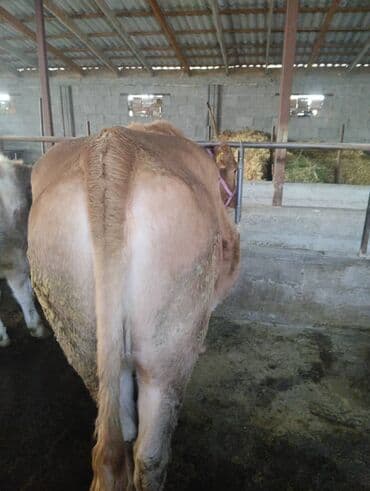 возьму собаку в добрые руки: Продаю | Бык (самец) | На откорм | Привязанные — 2