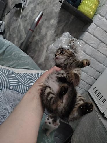 котятки: Кошка даром: Беспородная, Мальчик — 3