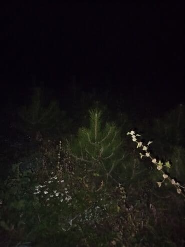 строительные ходули: Саженцы деревьев: Ели — 5