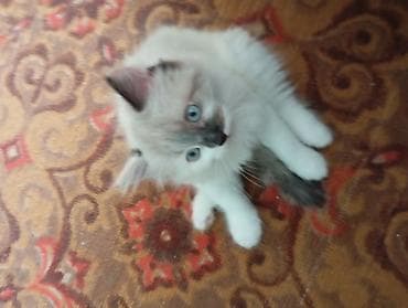 Мышыктар: Породасыз, 2 айлык, Ургаачы, Таш бака, Лотокко барууга үйрөтүлгөн — 1