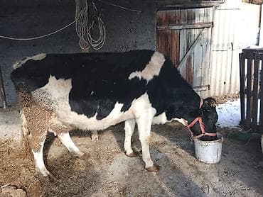 Зоотовары: Продаю | Корова (самка) | Полукровка — 1