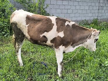 ячмень яровой: Продаю | Тёлка | Для разведения | Привязанные — 6