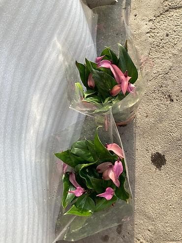 Комнатные растения: 💐Женское счастье белок по 1000с, 💐красное мурское счастье по 1000с — 3