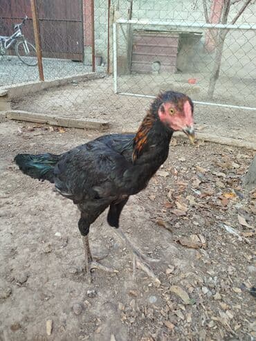 собаки для охраны: Дакан жожо короз сатылат активный алмашу жолдору бар адрес Бишкек Заря — 3