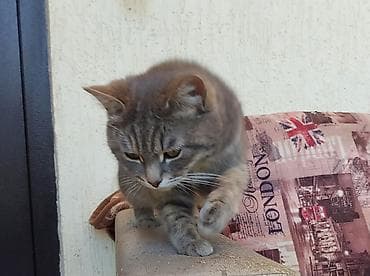 Отдам даром кошку: Кошка даром: Беспородная, 2 года, Девочка, Проглистована — 2