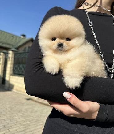 Продажа собак: Шпиц, 1 месяц, Самец, С прививкой, С родословной — 4