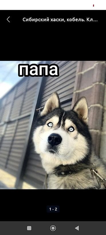 Кошки: Сибирские хаски — родители .4 щенок 1 мальчик 3 девочка можете — 2