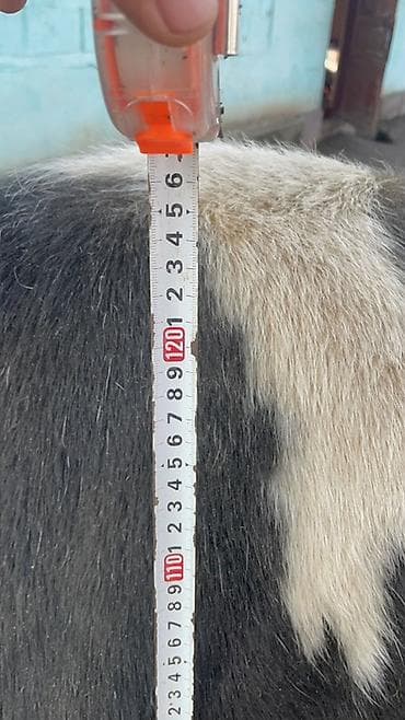 А\ч жаныбралары үчүн товарлар жана шаймандар: Сатам | Уй (ургаачы) | Сүт алуу үчүн — 7