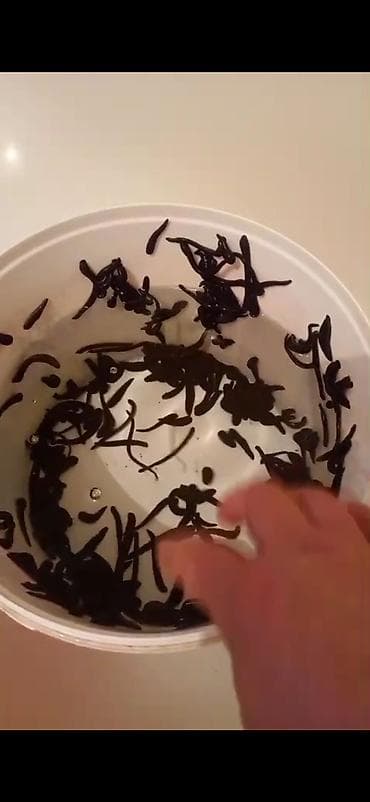 купить собаку в бишкеке: ПИЯВКИ ОПТОМ РОССИЙСКИЙ ОПТОП И РАЗНИЦА — 5